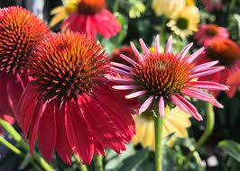 Pin On Plants Flowering Non Flowering