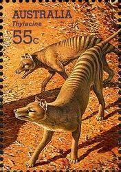 Civility During Chaos Thylacine Extinct Animals Tasmanian Tiger