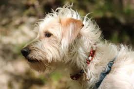 Check spelling or type a new query. When Can Puppies Use Flea Collars Humbledogs