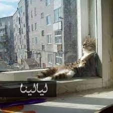 صور قطط مضحكة تنام في أماكن غير متوقعة على الإطلاق cat sleeping positions cat sleeping cats