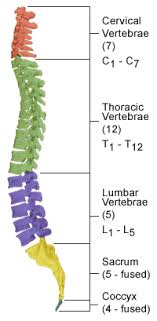 They help support particular bones and make them move. Spinal Anatomy Saratoga Spine