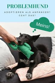 Gibt Es Eigentlich Die Richtige Hundeerziehung Zucker Und Zimt Design Hundeerziehung Hunde Hund Adoptieren