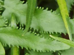 Image result for Ornithogalum flexuosum