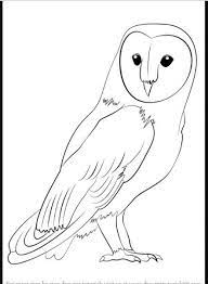 Fantastis 30 Gambar Karikatur Kartun Mudah Kumpulan Sketsa Gambar Burung Elang Hantu Merpati Merak Do Burung Hantu Barn Owl Gambar Simpel Tato Burung Hantu