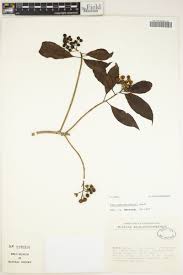 Image result for Pittosporum abyssinicum