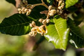 Image result for Antherotoma naudinii