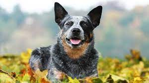 Australian Cattle Dog Price Temperament Life Span