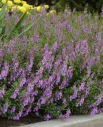 Angelonia Angelmist Lavender Standard Size