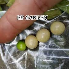 Buah letup atau physalis ialah sebuah tumbuhan berbunga genus dalam famili nightshade (solanaceae). 100 Biji Letup Letup Kelambu Physalis Angulata Ciplukan Tomatillo Shopee Malaysia