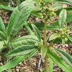 Image result for Gisekiaceae