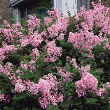 When to plant lilac bushes? Josee Reblooming Lilac Gurney S Seed Nursery Co