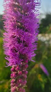 Image result for Pycnostachys schliebenii