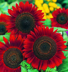 Maybe you would like to learn more about one of these? Chocolate Red Sunflower Seeds Helianthus Annuus Freshly Harvested Seeds By More Green Buy Online At Best Prices In Pakistan Daraz Pk