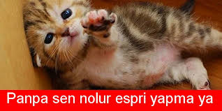 Internette Dolanan Kediler Uzerinden Donmus En Geyik 43 Caps Onedio Com
