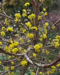 Image result for Cornus mas
