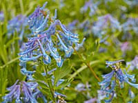 Image result for Corydalis mildbraedii