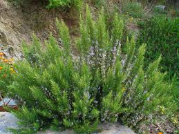 Image result for Rosmarinus officinalis