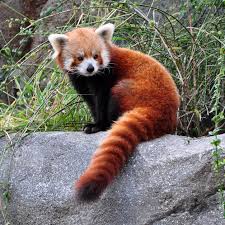 Scientists tell ma lie that further studies are necessary to unravel the qizai, a qinling panda with brown and white fur has gone viral on instagram for being the only known brown panda alive, and his adorable story is. Pin By Jana Farre On India Is Red Panda Red Panda Cute Baby Animals Baby Animals Funny