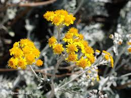 Image result for Jacobaea