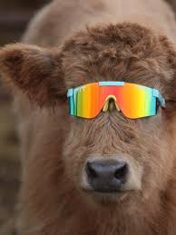 Following the explicit easter comment, pit viper have been getting a lot of backlash on social media as people call out the disgusting post. Pit Viper On Twitter To Everyone Asking Us To Restock Here You Go We Have Restocked And Introduced 8 Styles In The Last 2 Weeks But Waited Until They Were All Here