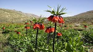 Das wort beginnt mit l und hat 8 buchstaben. Die Kaiserkronen Landschaft Im Iran Die Kaiserkrone Ist Eine Krautige Pflanze Die Wuchshohen Von 50 Bis