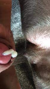 Cumming inside a dog