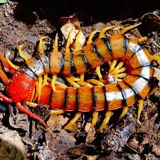 Image result for Centemopsis