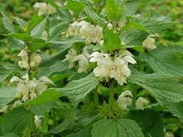 Problemsno serious problems.can be invasive. Lamium Album White Dead Nettle World Of Flowering Plants