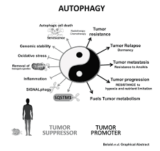 Pin On Autophagy