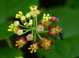 Image result for Pentarrhinum abyssinicum