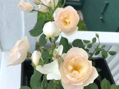 Maybe you would like to learn more about one of these? David Austin Desdemona