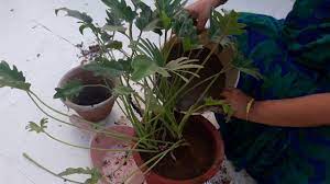 ) phạm thị thu hằng, nguyễn thanh hải, nguyễn thị thùy linh, nguyễn thị thủy culture, shoot propagation and rooting of in vitro shoots and in vitro plantlet climatization. Care Of Xanadu Plant Care Propagation Repotting And Cure Of Diseases In Xanadu Plant 3 4 17 Youtube