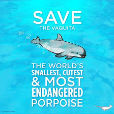 Today is International Save the Vaquita Day. It is an opportunity to raise  awareness of a critically endangered marine porpoise with less than 30  animals left in the wild. The Aquarium of