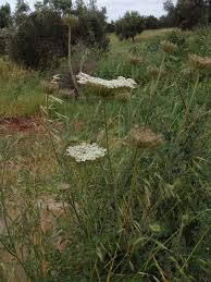 Image result for Agrocharis incognita
