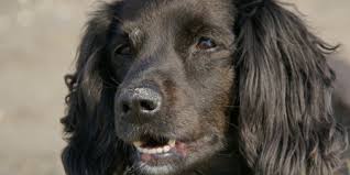 Stefan büsser denkt an seine schulzeit zurück und kann es nicht fassen, wie stark. Reformiert Info De Tiere In Der Bibel Vi Der Hund