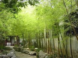 And for ornamental areas such as zen gardens. Bamboo Garden Ideas Backyards 18 Bamboo Garden Minimalist Garden Backyard Garden Design