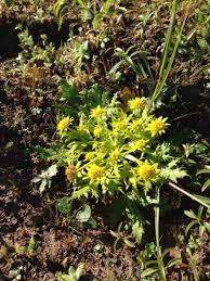 Image result for Sanicula