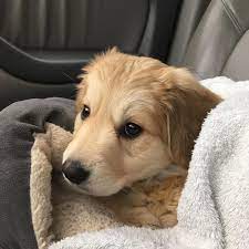 Pin On Dog Breeds