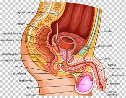 There are multiple anatomical areas within the abdomen, each of which contain specific contents and are bound by certain borders. Organ Human Body Female Reproductive System Anatomy Png Clipart Abdomen Anatomy Blood Vessel Ear Female Free