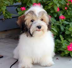Below you will find a list of havanese breeders located in california. Kokomo Havanese Havanese Breeder California Havanese Kokomo Havanese Havanese Puppies Havanese Puppies For Sale Havanese