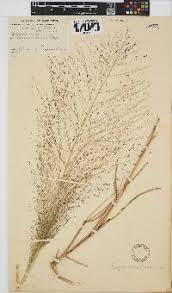Image result for Glossostelma carsonii