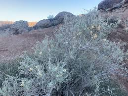 Image result for Aristida canescens