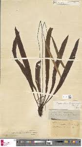 Image result for Elaphoglossum lancifolium