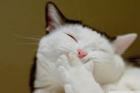 images?q=tbn:ANd9GcRKrTH3jBTx5J0q2KyybOY