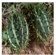 Image result for Cucumis prophetarum