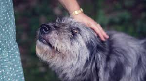 You do not need to enter into any dog registry. How An Emotional Support Dog Can Help In Social Anxiety Disorder Treatment And Beyond Bridges To Recovery