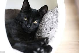 The black cat bar or black cat café was a bar in san francisco, california. Lady Dinah S Cat Emporium Is London S First Ever Cat Cafe Daily Mail Online