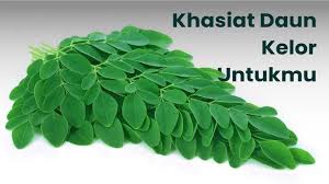 Image result for Moringa
