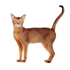 Abyssinian cat photos abyssinian cat breed profile. Abyssinian Cat Breeders Near Me