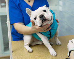 animal hospitalの画像